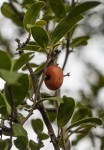 Ximenia caffra var. caffra