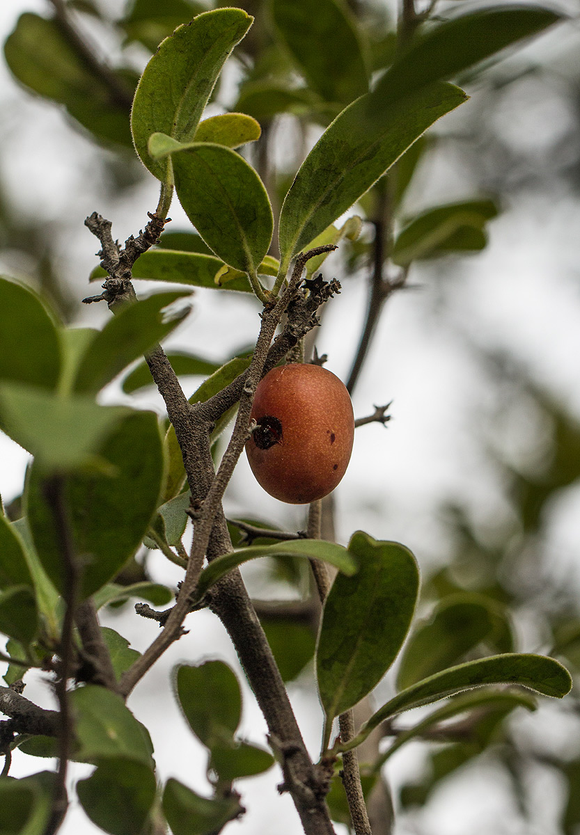Ximenia caffra var. caffra