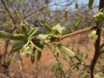 Ximenia caffra var. caffra