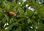 Ximenia caffra var. caffra