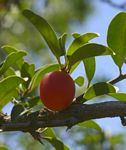 Ximenia caffra var. caffra
