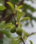 Ximenia caffra var. caffra