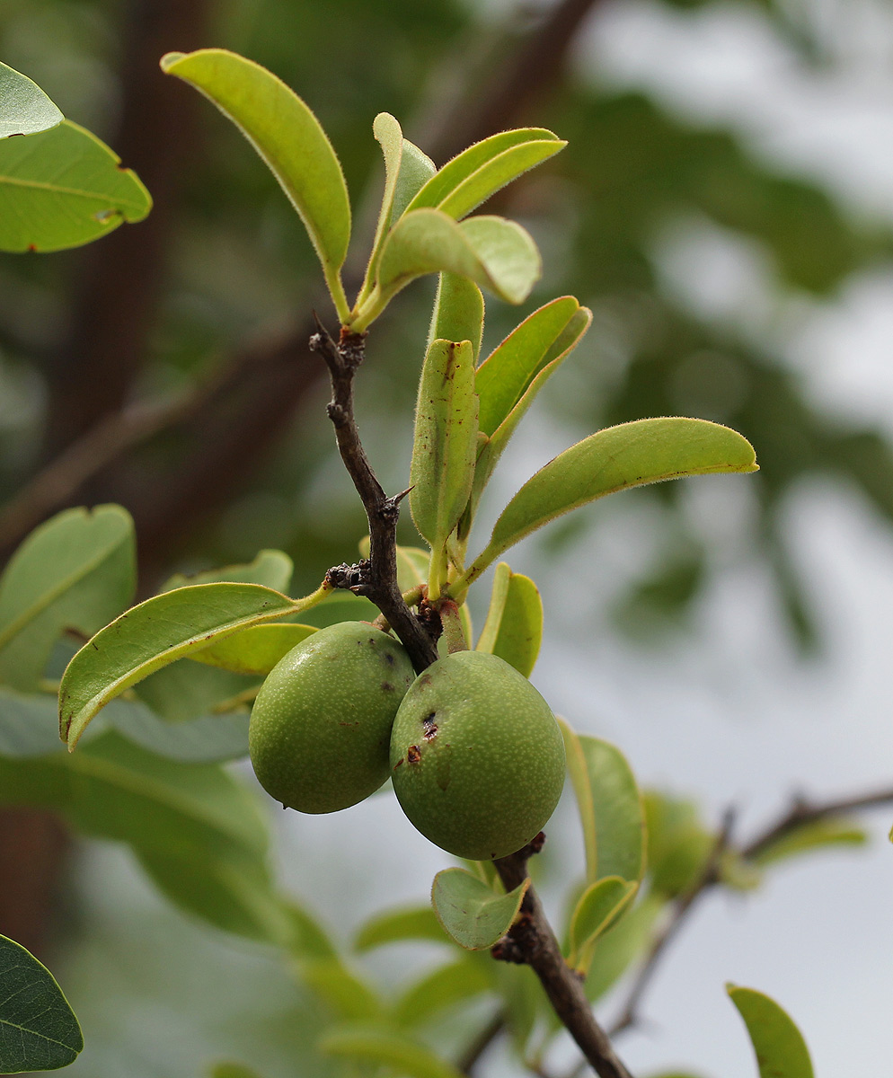 Ximenia caffra var. caffra