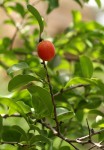 Ximenia caffra var. caffra