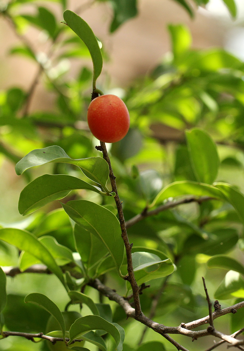 Ximenia caffra var. caffra