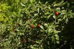 Ximenia caffra var. caffra