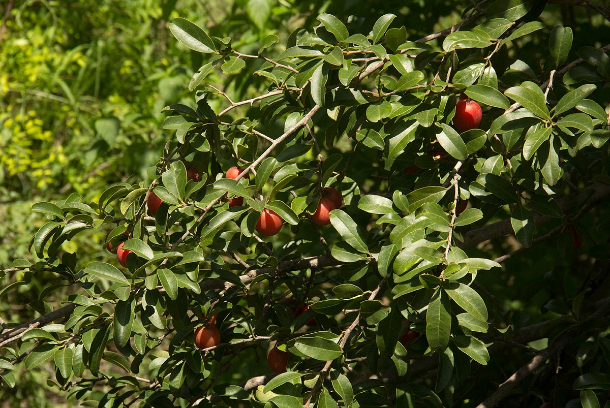 Ximenia caffra var. caffra