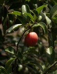 Ximenia caffra var. caffra