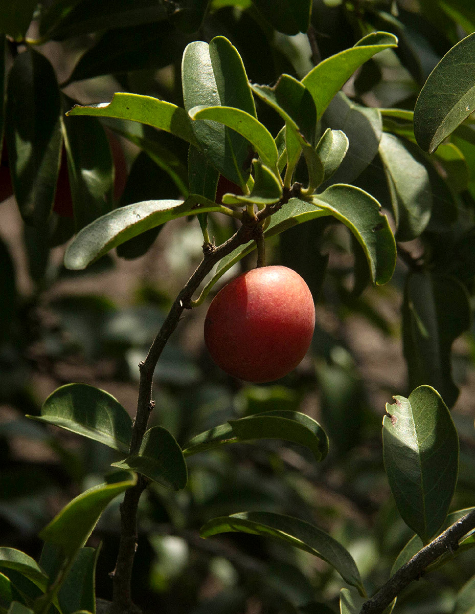 Ximenia caffra var. caffra