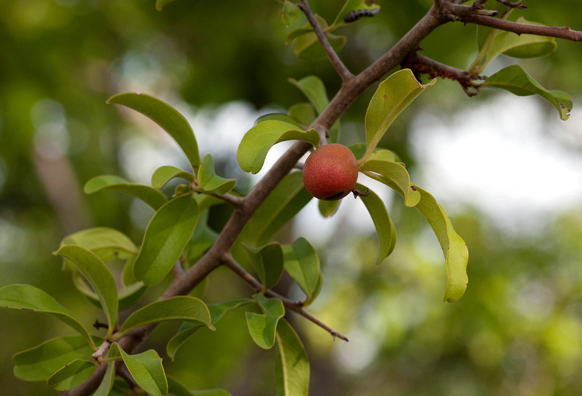 Ximenia caffra var. caffra