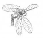 Ximenia caffra var. caffra