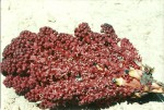 Sarcophyte piriei
