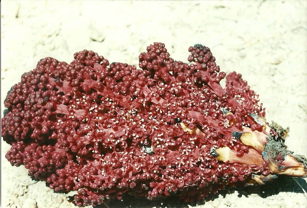 Sarcophyte piriei