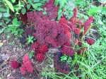 Sarcophyte piriei