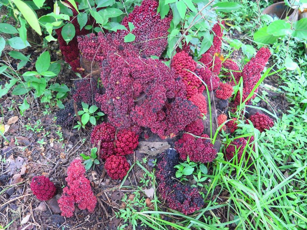 Sarcophyte piriei