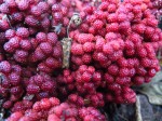 Sarcophyte piriei