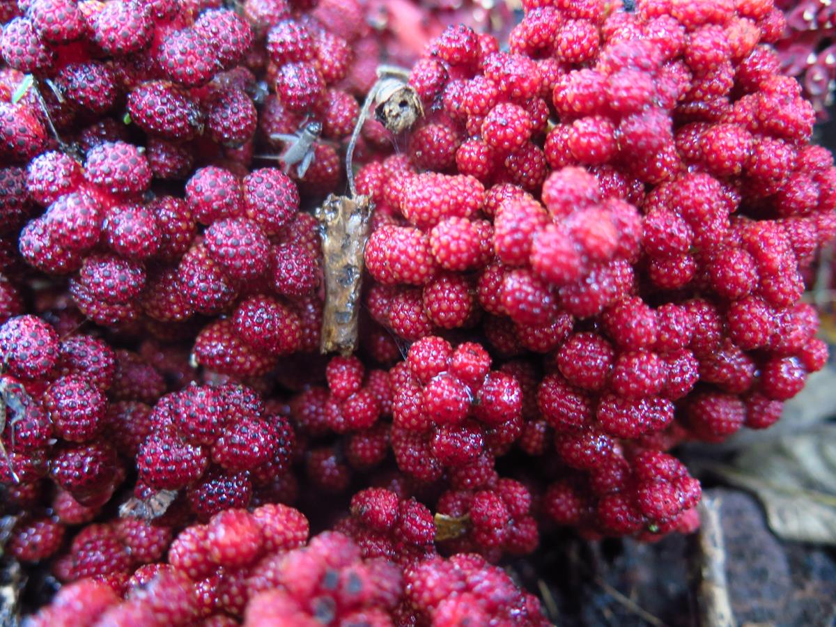 Sarcophyte piriei