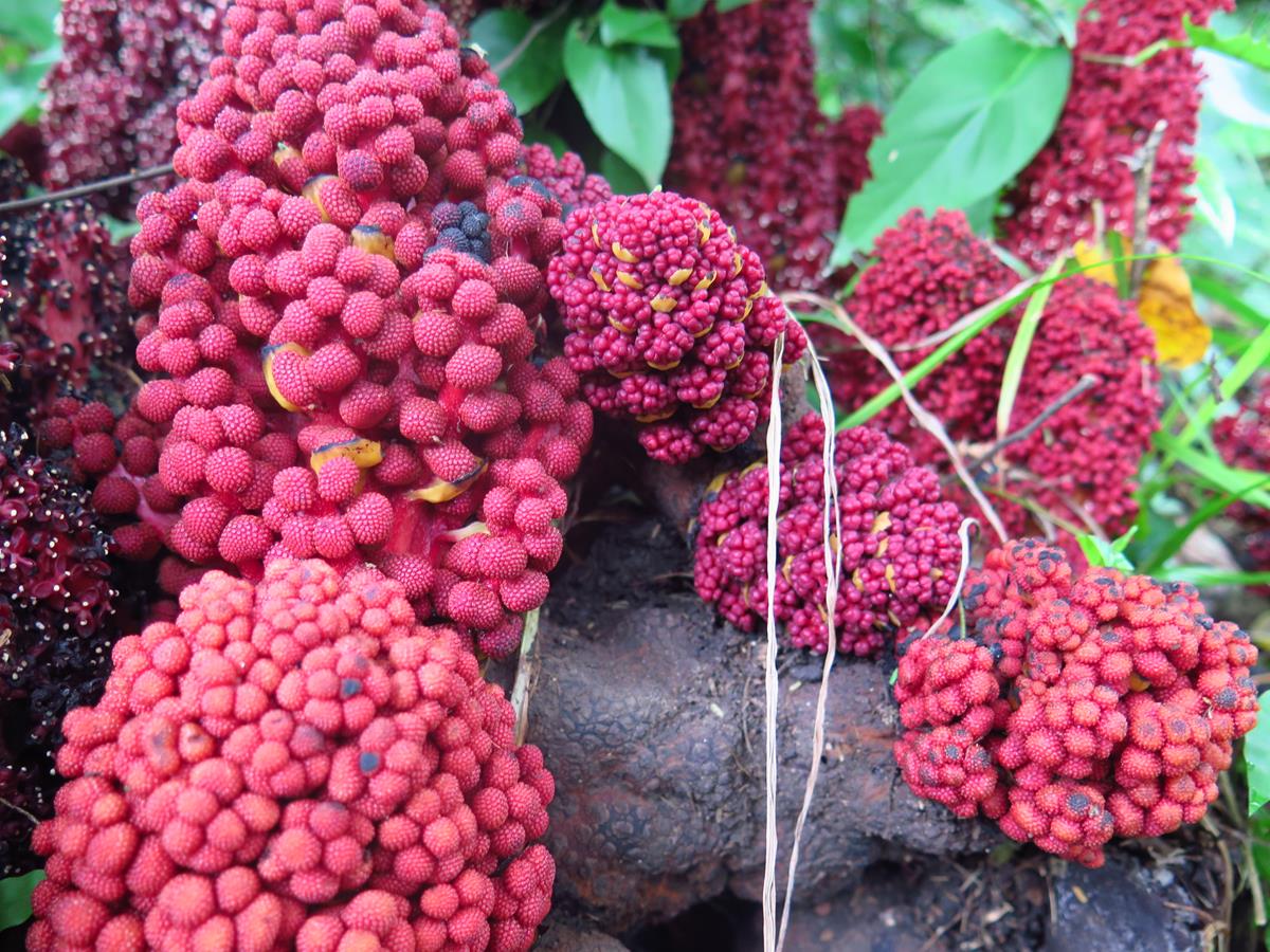 Sarcophyte piriei