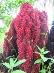 Sarcophyte piriei