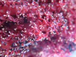 Sarcophyte piriei