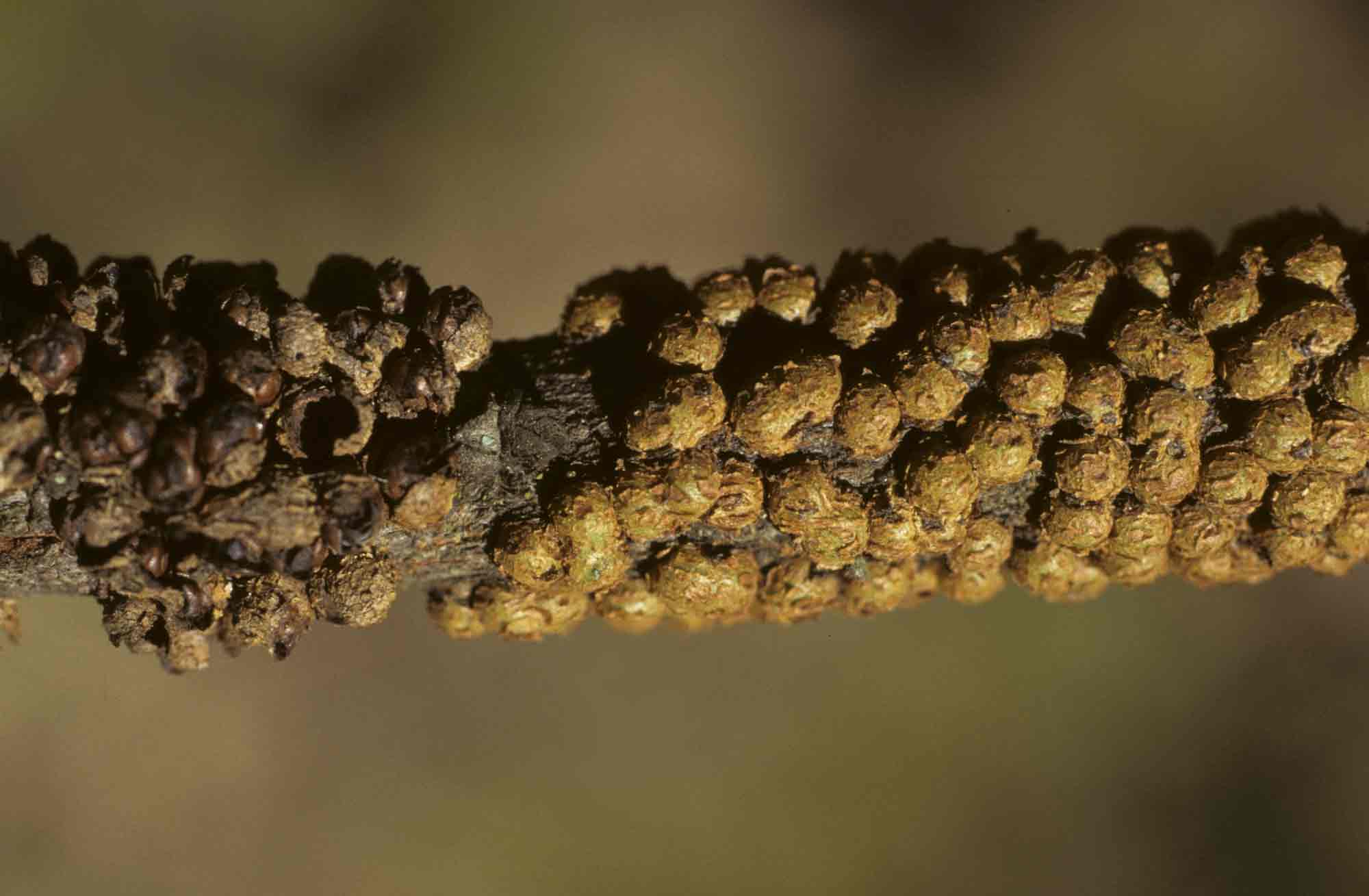 Pilostyles aethiopica