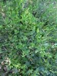 Emex australis
