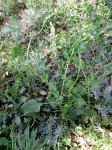 Emex australis