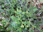 Emex australis