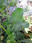 Emex australis