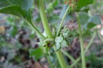 Emex australis