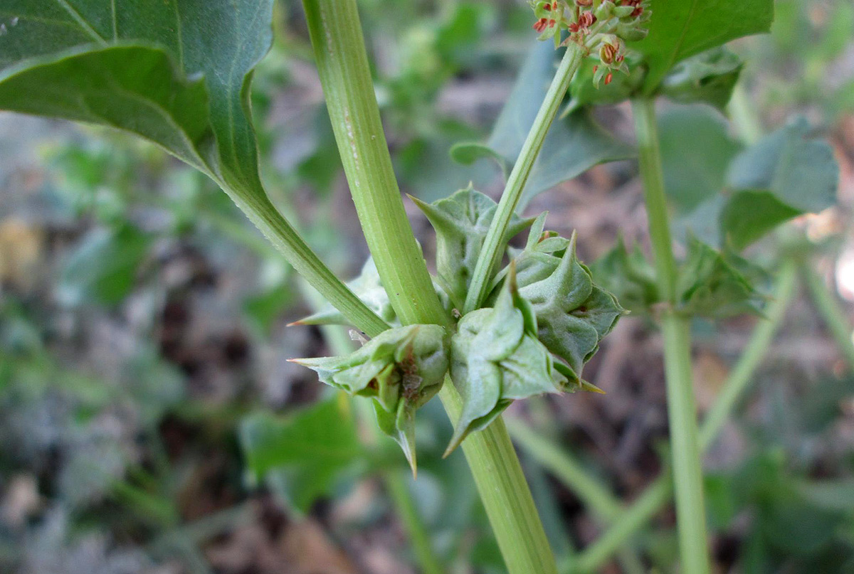 Emex australis