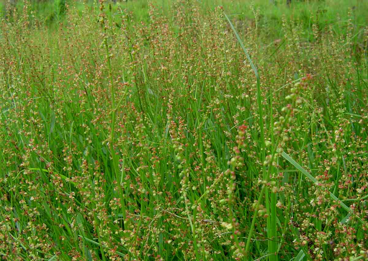 Rumex acetosella subsp. angiocarpus