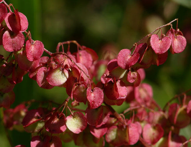 Rumex sagittatus