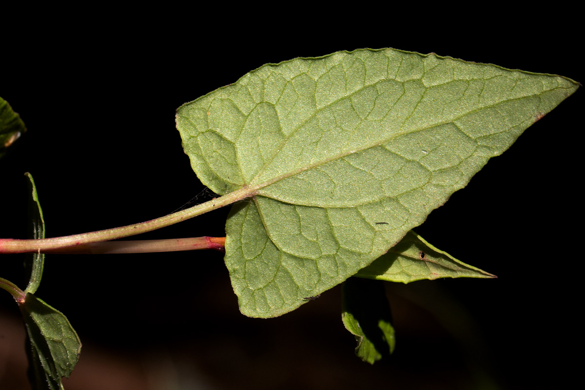 Rumex sagittatus