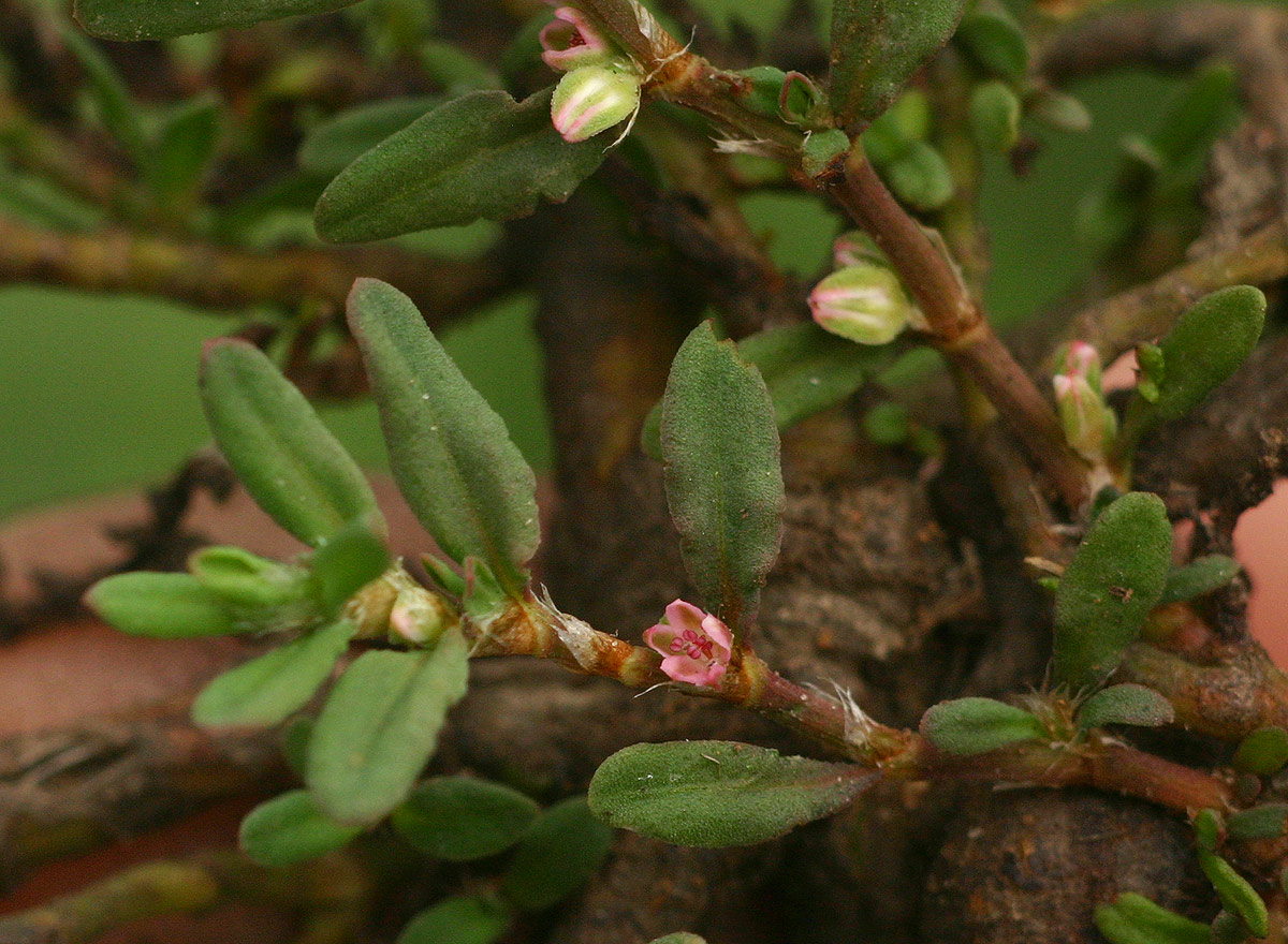 Polygonum plebeium