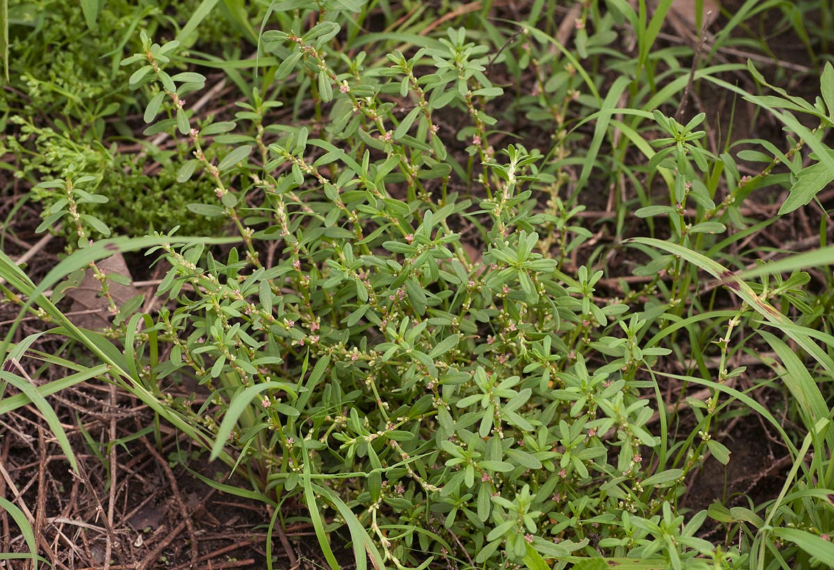 Polygonum plebeium