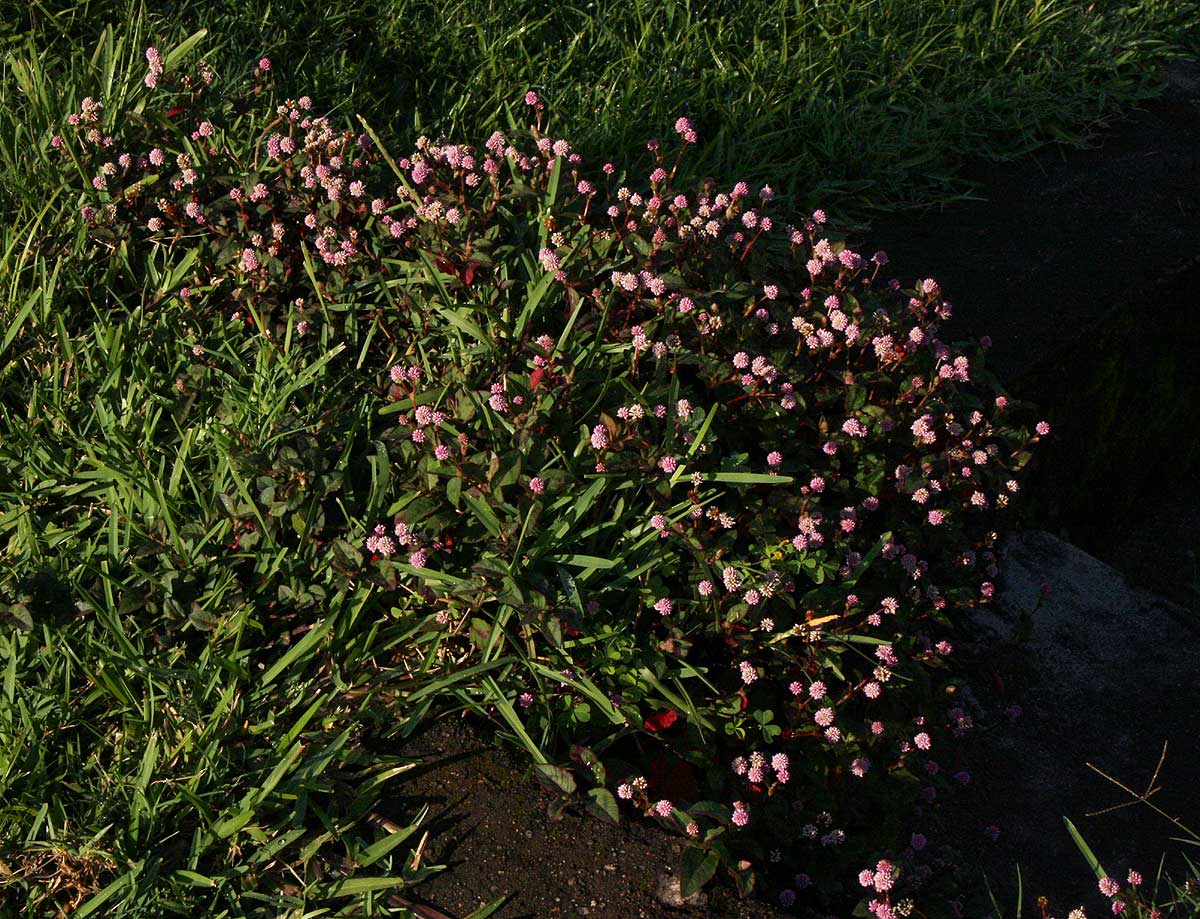 Persicaria capitata