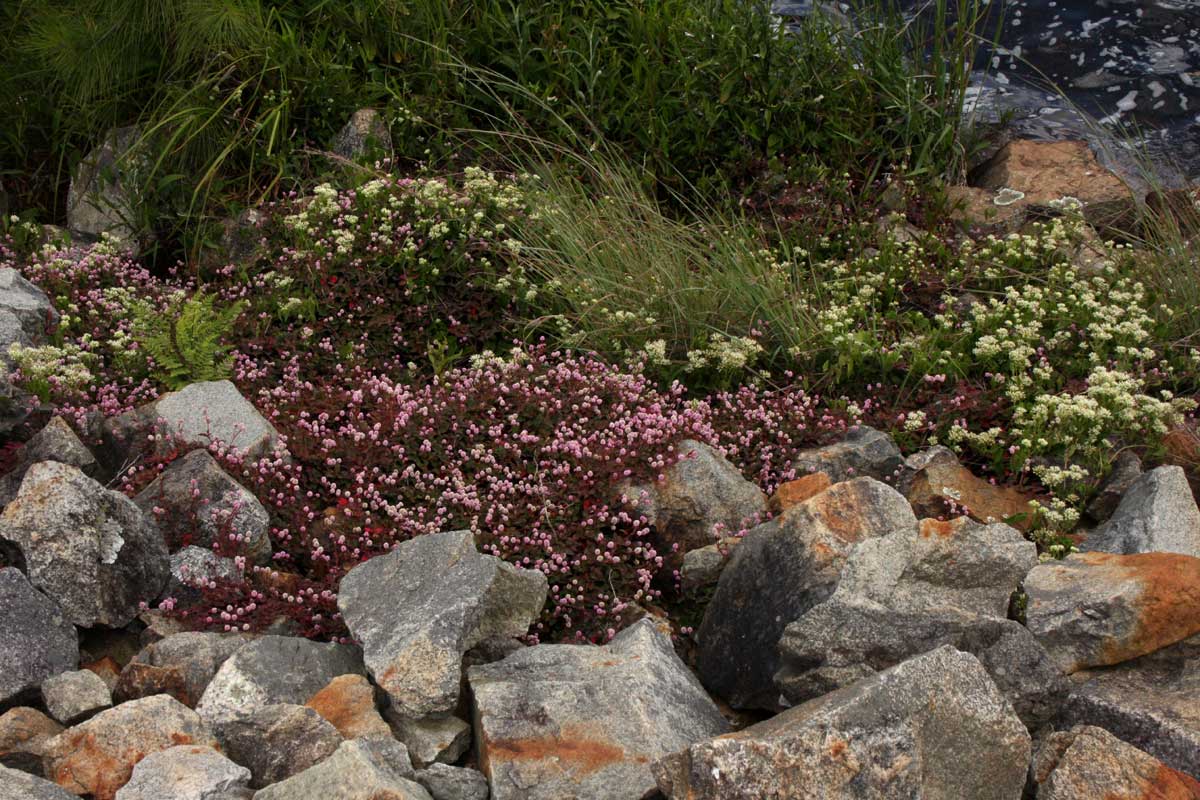 Persicaria capitata