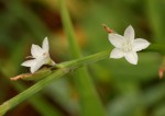 Oxygonum delagoense
