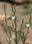 Oxygonum dregeanum