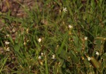Oxygonum dregeanum