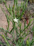 Oxygonum dregeanum
