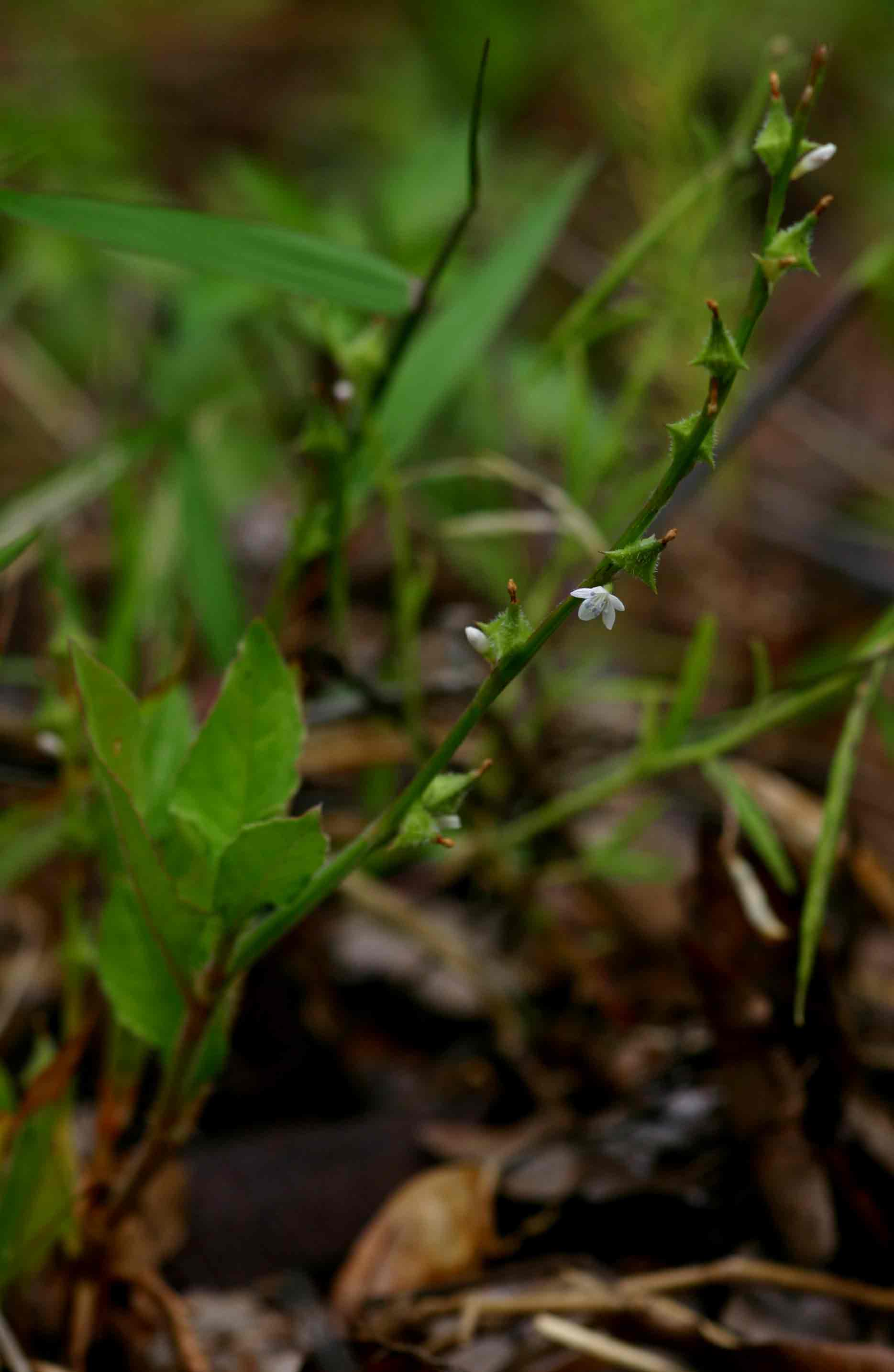 Oxygonum sinuatum