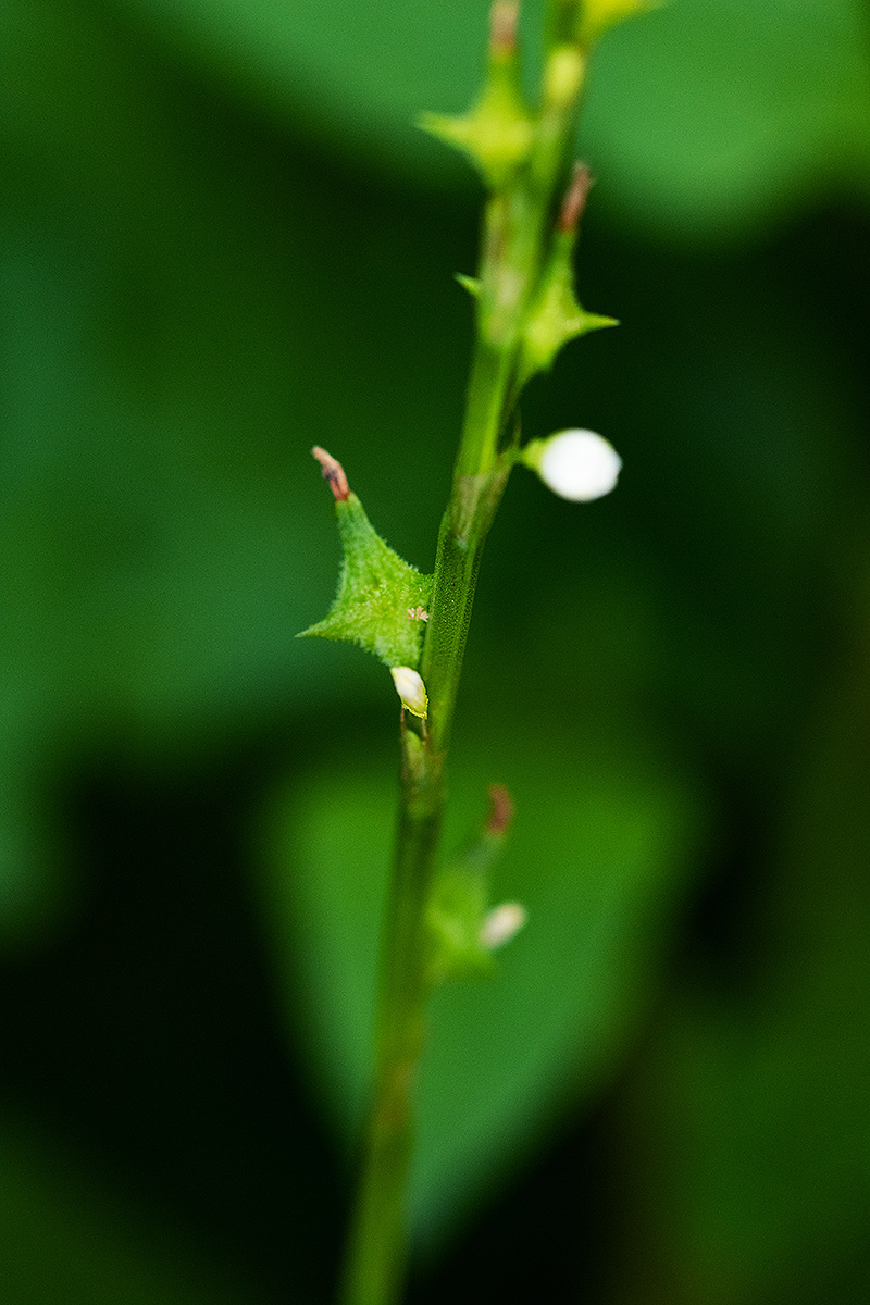 Oxygonum sinuatum