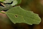 Chenopodium album