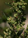 Chenopodium album