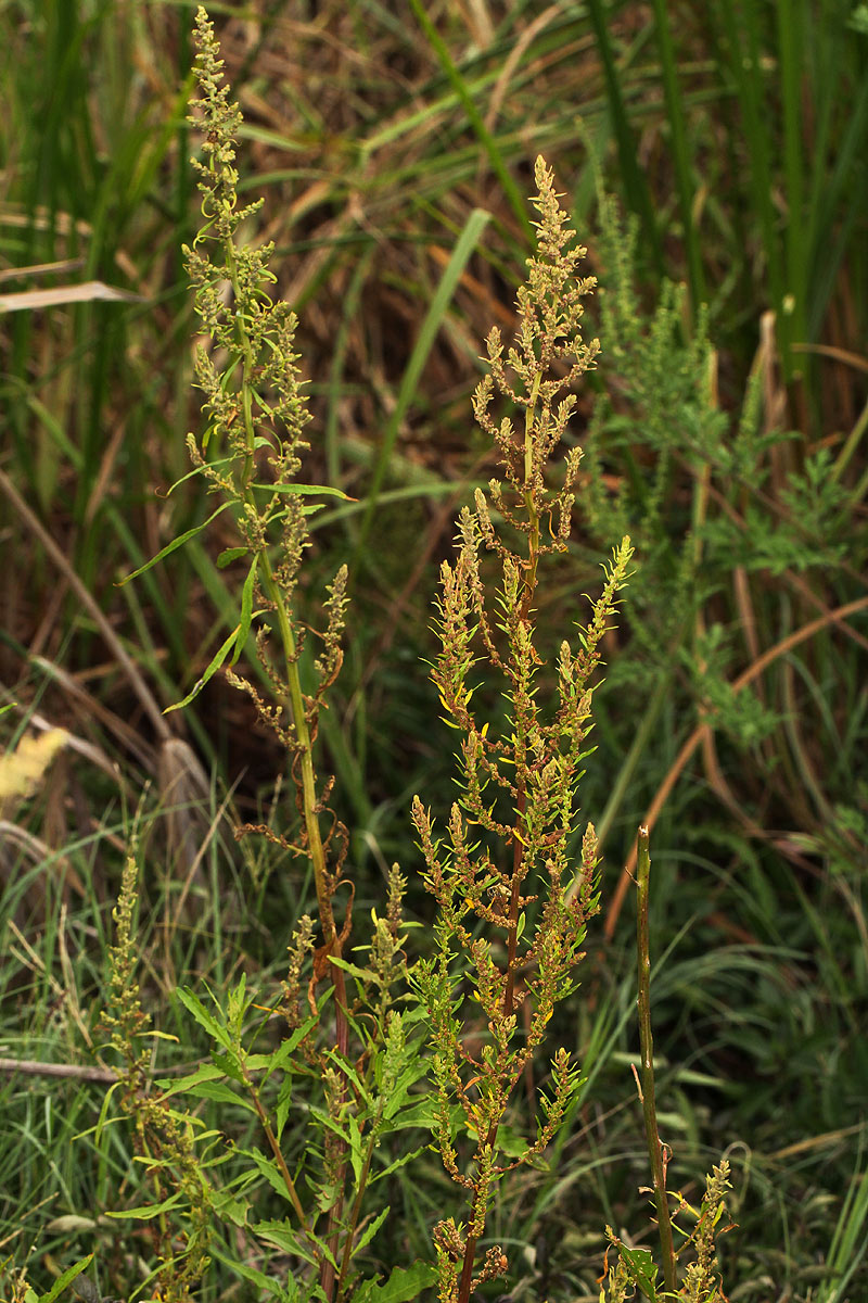 Dysphania ambrosioides