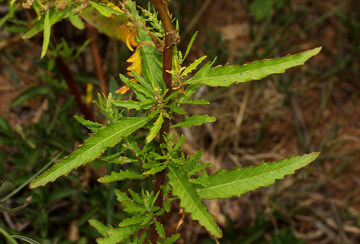 Dysphania ambrosioides