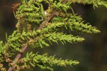 Dysphania ambrosioides
