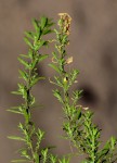 Dysphania ambrosioides